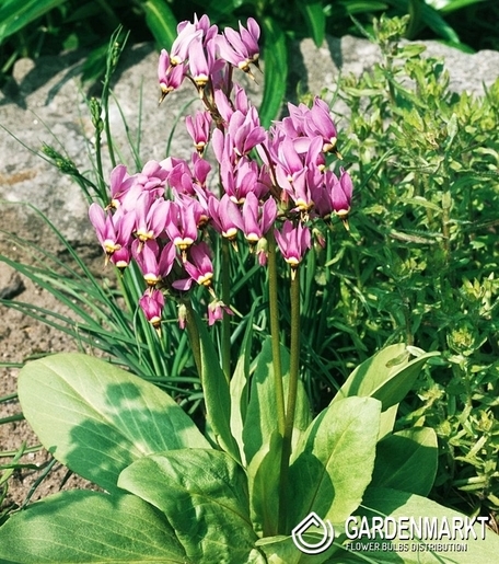 Dodecatheon Meadia - Bożykwiat Różowy 1 szt.
