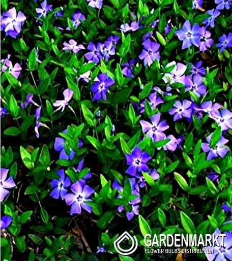 Barwinek Pospolity - Vinca Minor 1 szt.