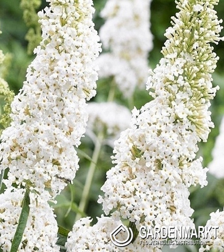 Budleja White Profusion 1szt.