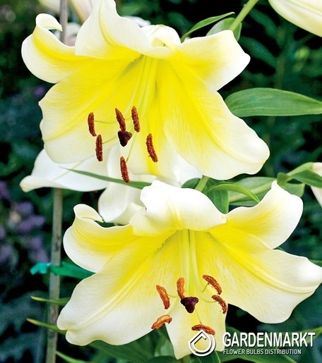Lilia Orientalna Conca D'Or 1 szt.