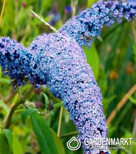 Budleja Nanho Blue 1szt.