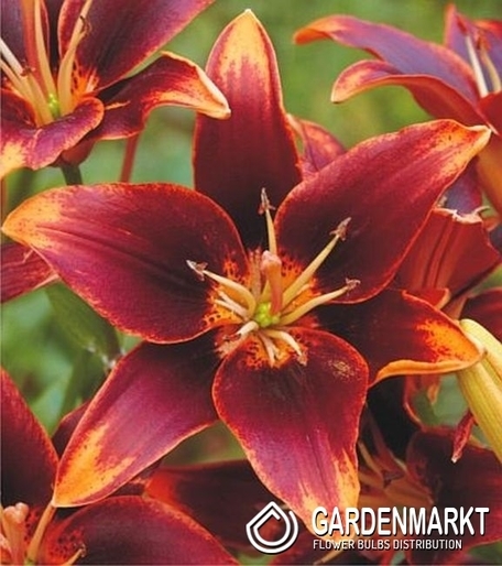 Lilia Azjatycka Dwukolorowa Forever Susan 1 szt.