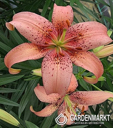 Lilia Azjatycka Morpho Pink 1 szt.
