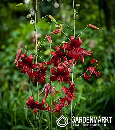 Lilia Tygrysia Red Velvet 1 szt.