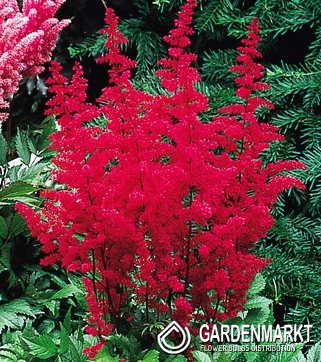 Astible-Tawułka Red 1 szt.