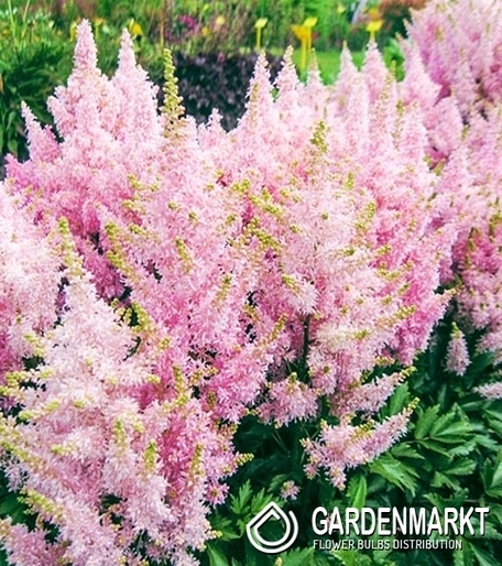 Astible-Tawułka Pink 1 szt.