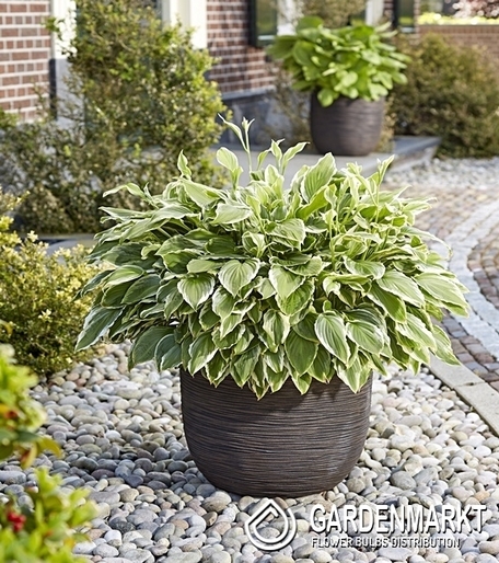 Hosta - Funkia Albomarginata 1 szt.