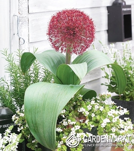 Allium-Czosnek Red Giant 1 szt.