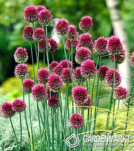 Allium-Czosnek Ampeloprasum 10 szt.