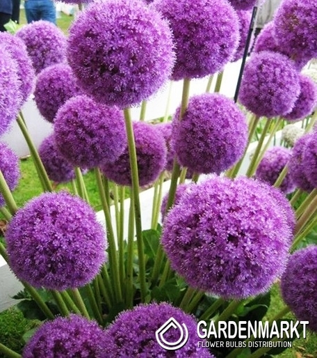 Allium-Czosnek Maxima 1 szt.