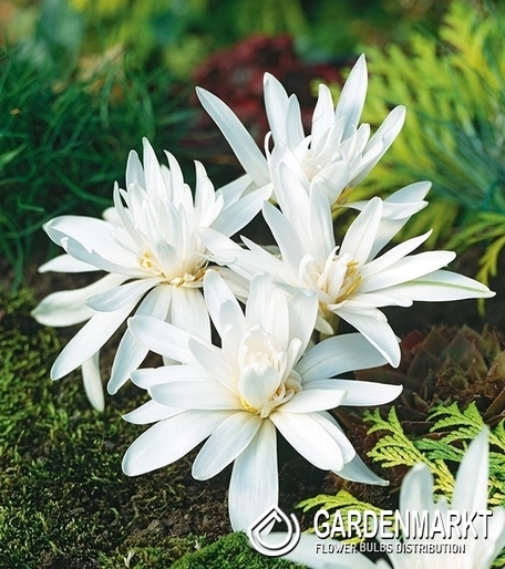 Colchicum - Zimowit Biały Alboplenum Alba 1 szt.