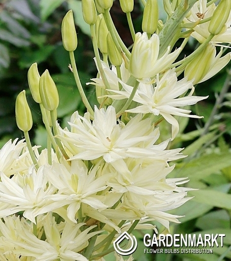 Camassia - Kamasja Semiplena 1 szt.