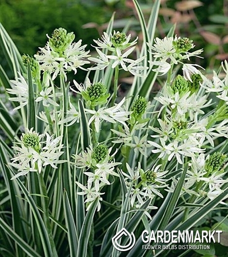 Camassia - Kamasja Sacajawea 1 szt.