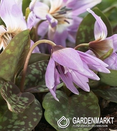 Erythronium - Psiząb Lilac Wonder 1 szt.