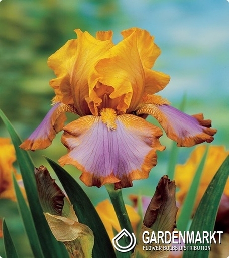 Irys Germanica - Bródkowy Brown Lasso 1 szt.