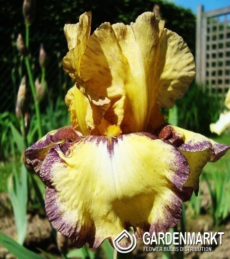 Irys Germanica - Bródkowy Bullwinkle 1 szt.