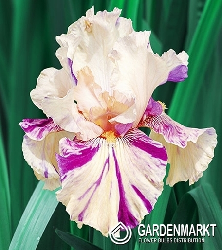 Irys Germanica - Bródkowy Peach Jam 1 szt.