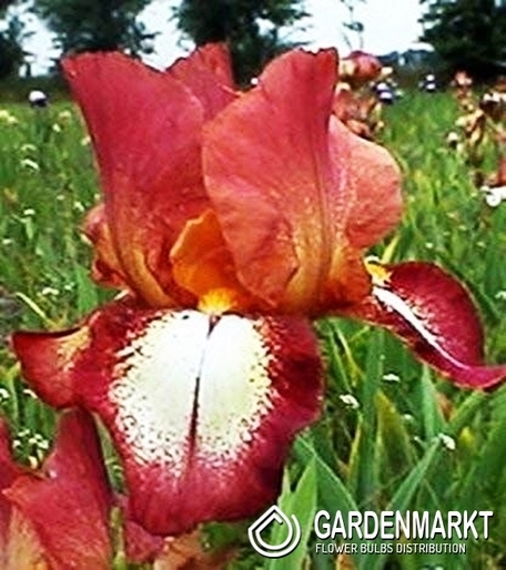 Irys Germanica - Bródkowy Rimfire 1 szt.