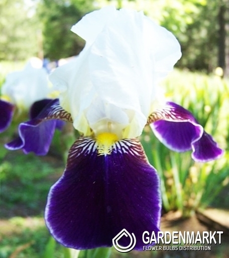 Irys Germanica - Bródkowy Wabash 1 szt.