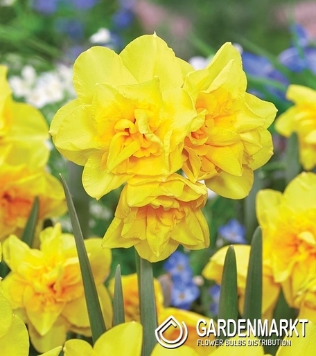 Narcyz Botaniczny Golden Delicious 5 szt.