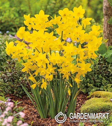 Narcyz Niski Golden Bouquet 5 szt.