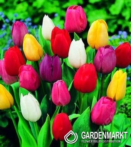 Tulipan Mix 10/11 10 szt.