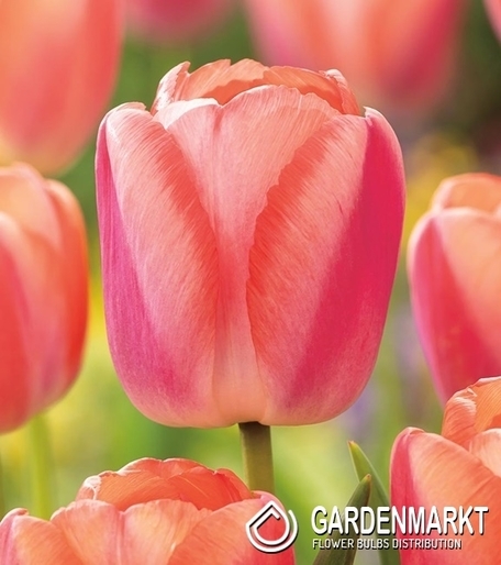 Tulipan Darwina Apricot Pride 5 szt.