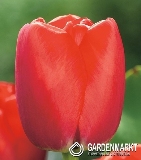 Tulipan Darwina Red Pride 5 szt.