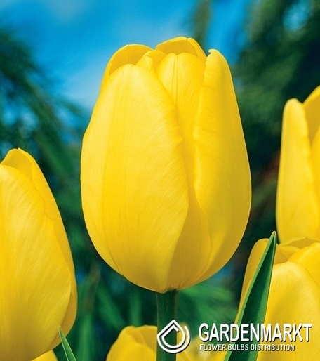 Tulipan Darwina Novi Sun 5 szt.