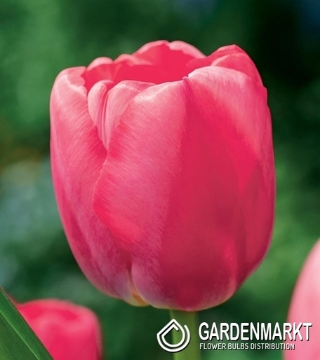Tulipan Darwina Pink Pride 5 szt.