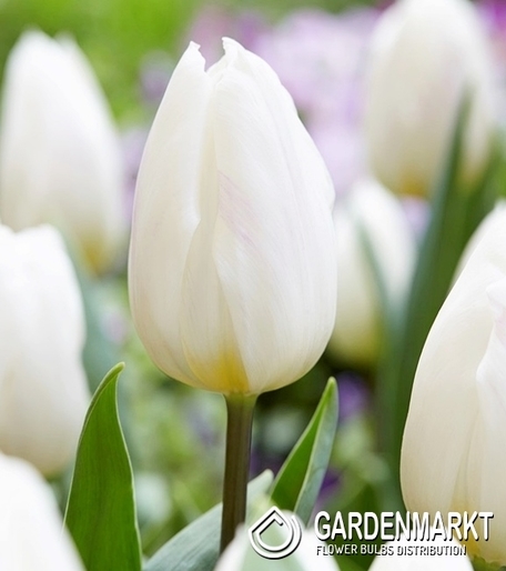 Tulipan Jan Paweł II 5 szt.