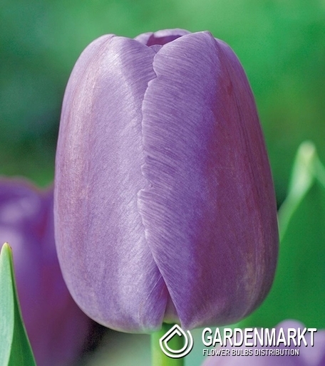 Tulipan Darwina Purple Pride 5 szt.