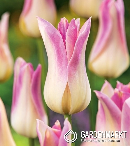 Tulipan Liliokształtny Elegant Lady 5 szt.