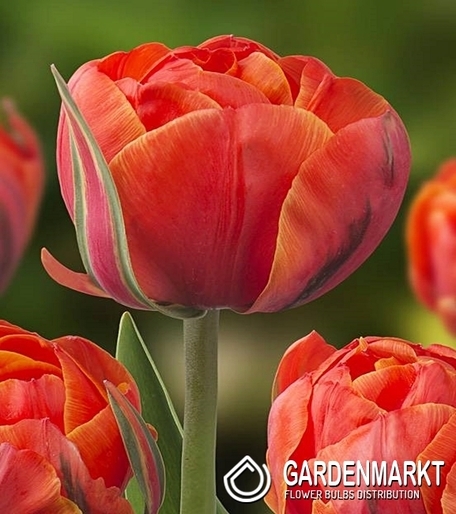 Tulipan Pełny Double Queensday 5 szt.