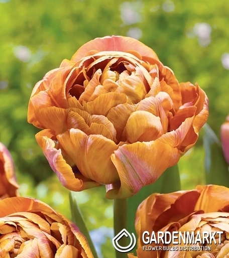 Tulipan Pełny Garden Flevor 5 szt.