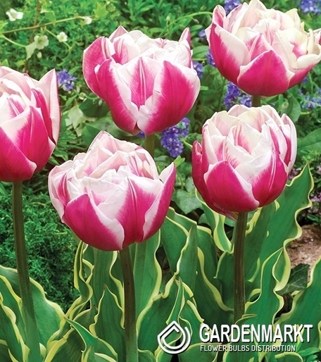 Tulipan Lodowy Toplips 5 szt.