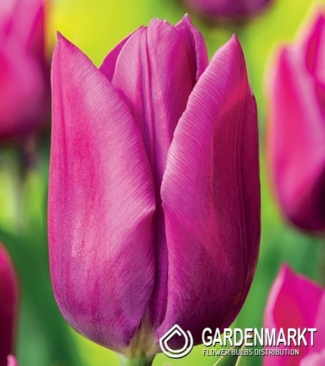 Tulipan Triumph Lilac Cup 5 szt.