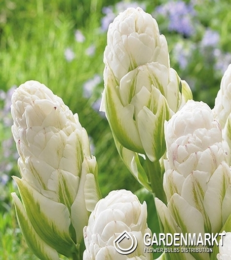 Tulipan Lodowy Whipped Cream 5 szt.