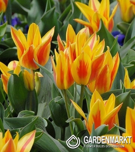 Tulipan Wielokwiatowy Sunshine Family 5 szt.