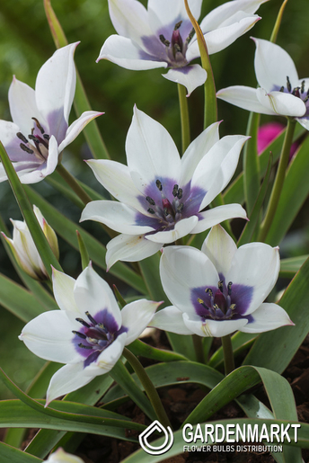 Tulipan Botaniczny Alba Coerulea Ocul 5 szt.