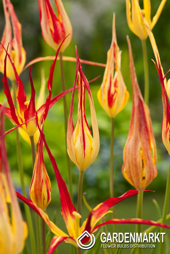 Tulipan Acuminata 5 szt.