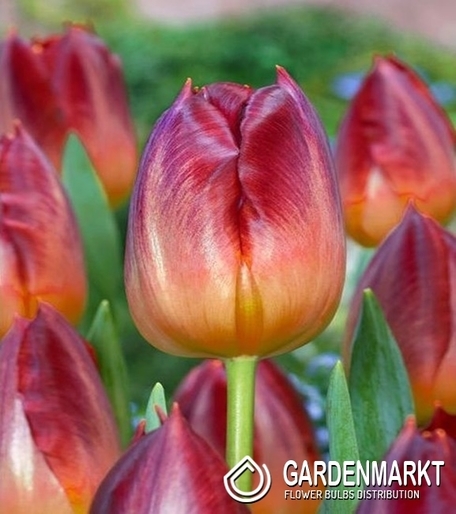 Tulipan Triumph Amberglow 5 szt.