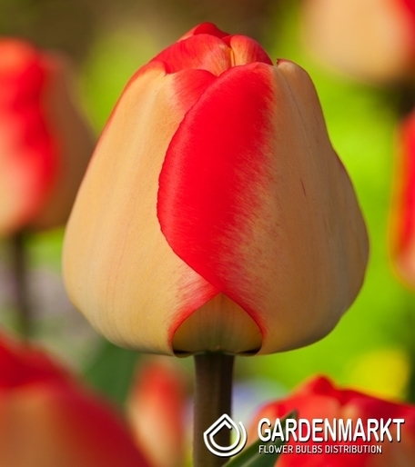 Tulipan Darwina American Dream 5 szt.