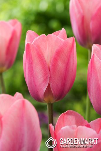 Tulipan Darwina Mystic Van Eijk 5 szt.