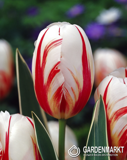 Tulipan Triumph Carnaval de Rio 5 szt.