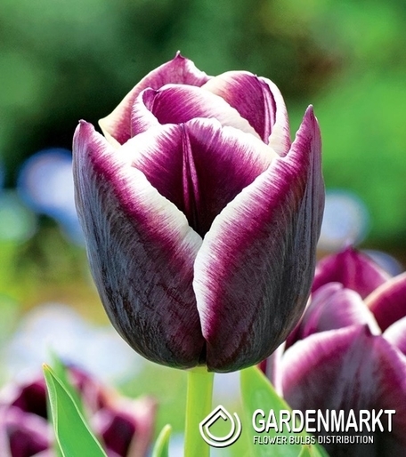 Tulipan Triumph Jackpot 5 szt.