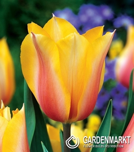 Tulipan Triumph Blushing Lady 5 szt.