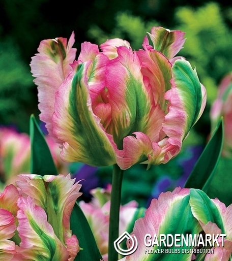 Tulipan Viridiflora  Green Wave 5 szt.