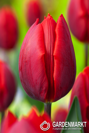 Tulipan Triumph Couleur Cardinal 5 szt.