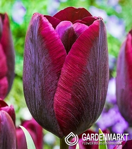 Tulipan Triumph Ronaldo  5 szt.